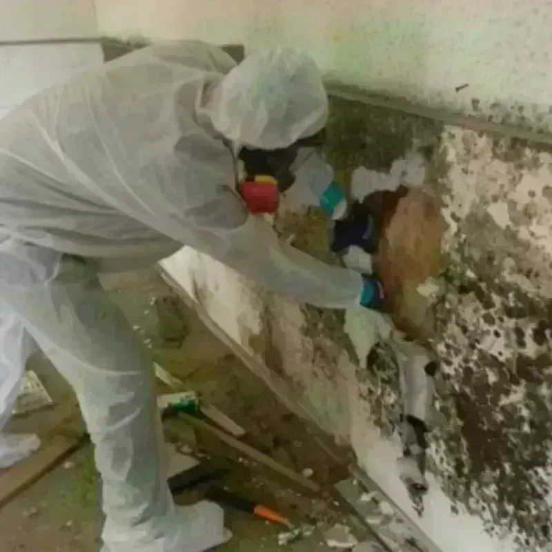 Mold Remediation and Removal in Las Lomas, CA